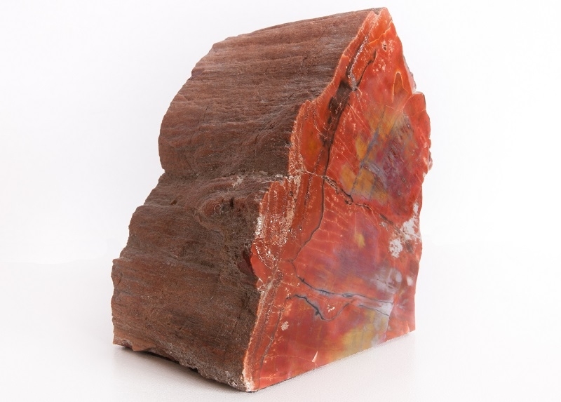 Petrified wood close up