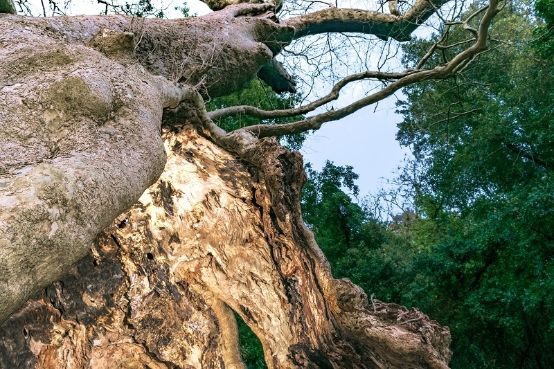 An ancient tree