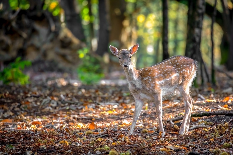 Native UK deer