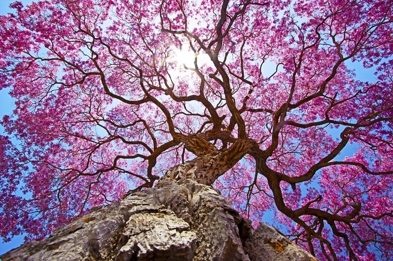 Pink Iapacho tree